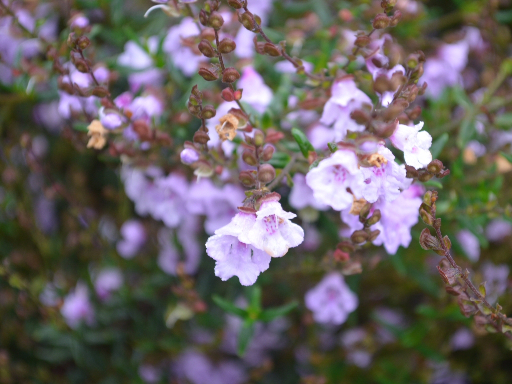 Prostanthera ‘Mauve Mantle’