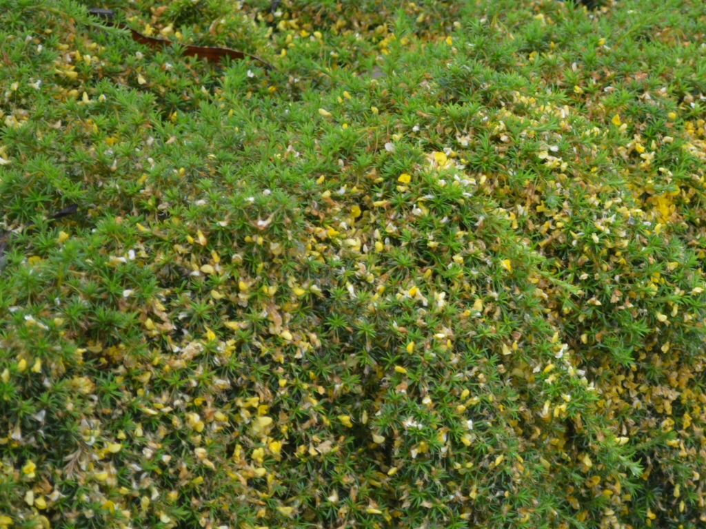 Pultenaea pedunculata ‘Pyalong Gold’