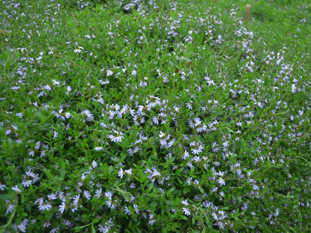 Scaevola albida ‘Eclipse’ – Fan Flower