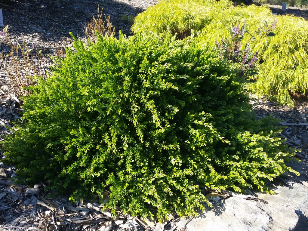 Acacia howittii ‘Honey Bun’ – Wattle