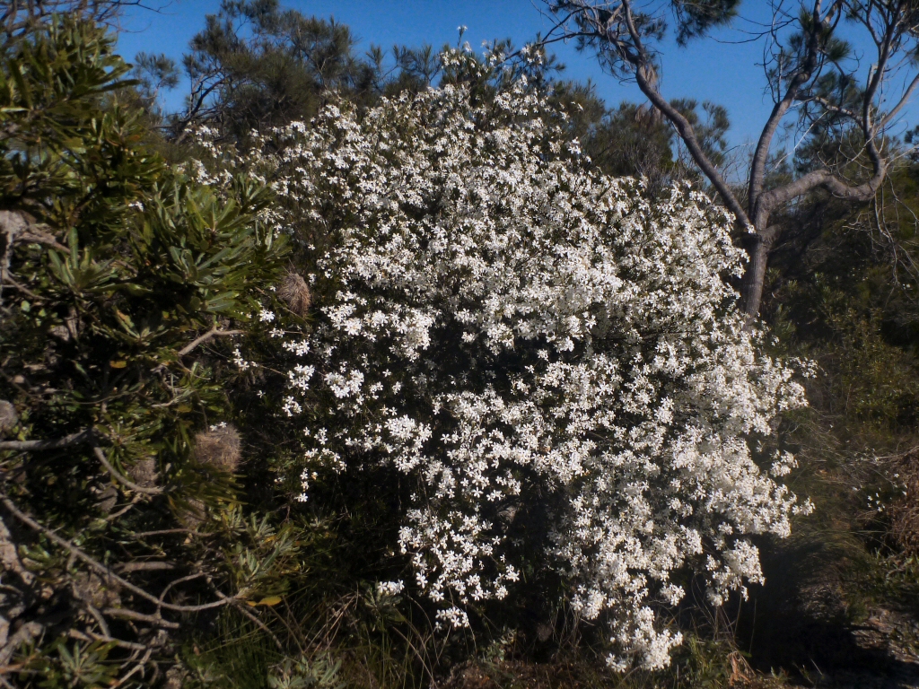 Ricinocarpos pinifolius – Wedding Bush