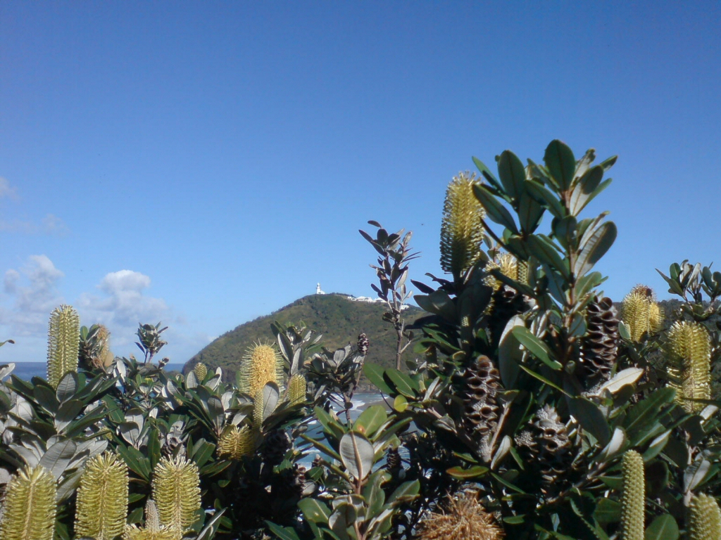 Banksia integrifolia – Coast Banksia