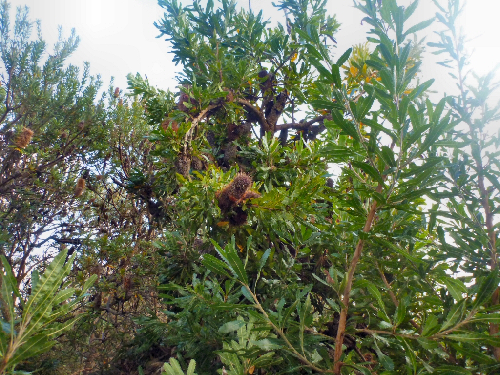 Banksia serrata – Old Man Banksia