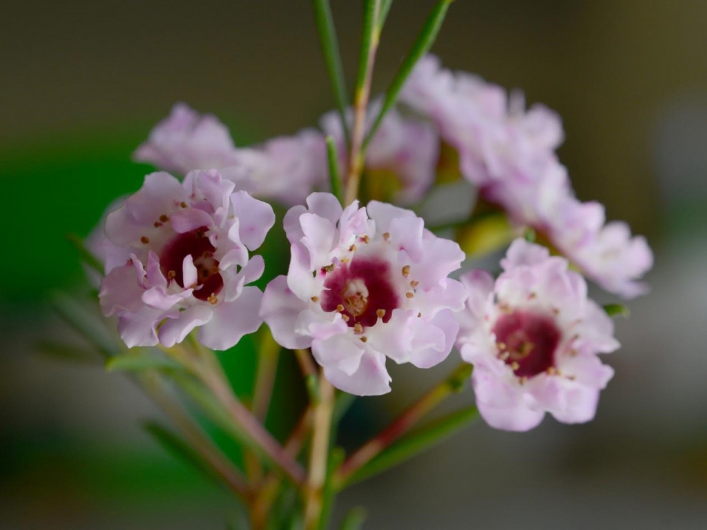 Chamelaucium uncinatum hybrid ‘Pink Ruffles’ – Geraldton Wax