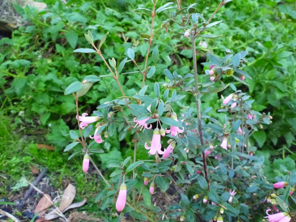 Correa ‘Annabell’