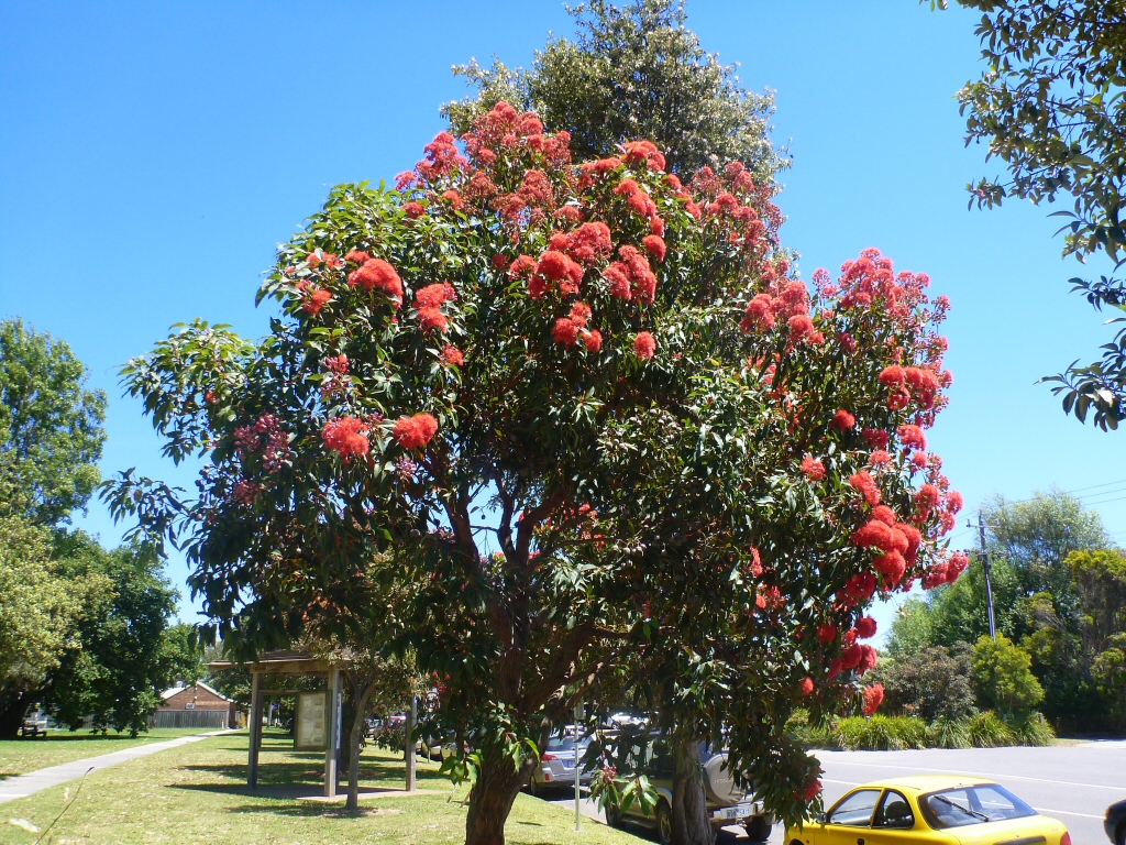 Corymbia ficifolia – Flowering Gum