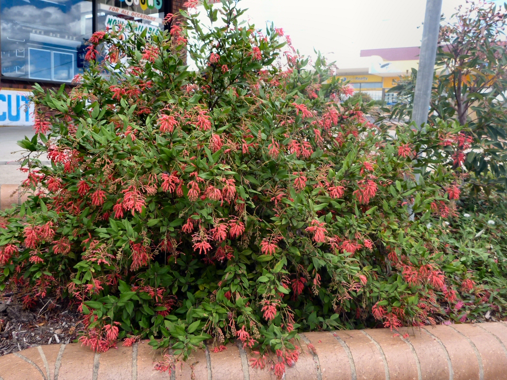 Grevillea rhyolitica – Deua Grevillea