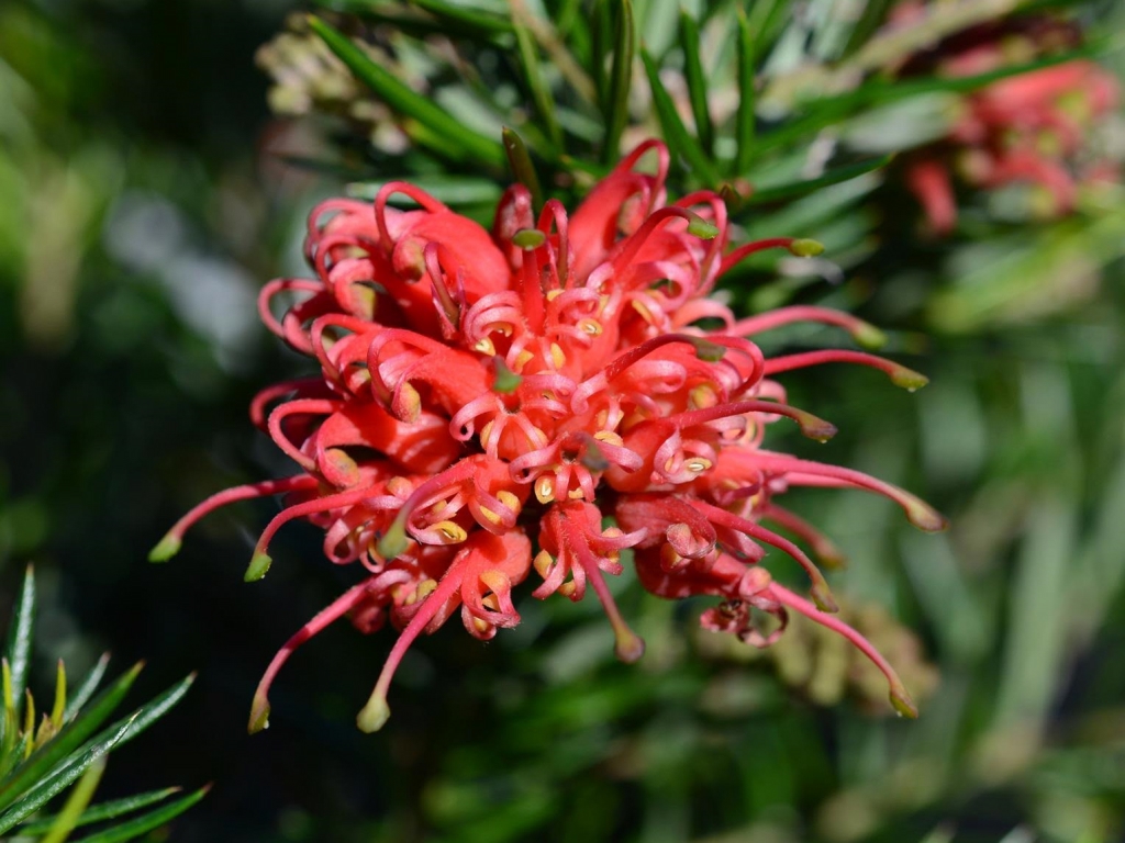 Grevillea juniperina hybrid ‘Juniper Rose’