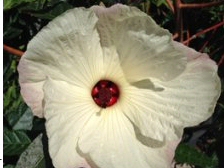 Hibiscus ‘Aussie Choice’