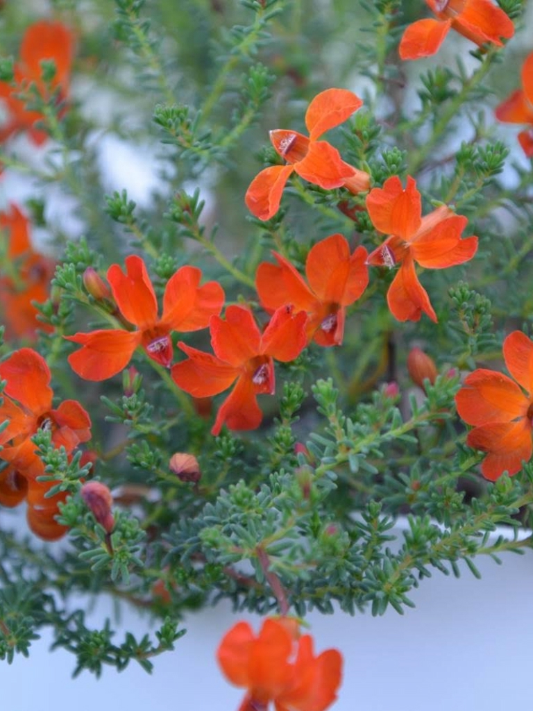 Lechenaultia formosa ‘Stirling Orange’