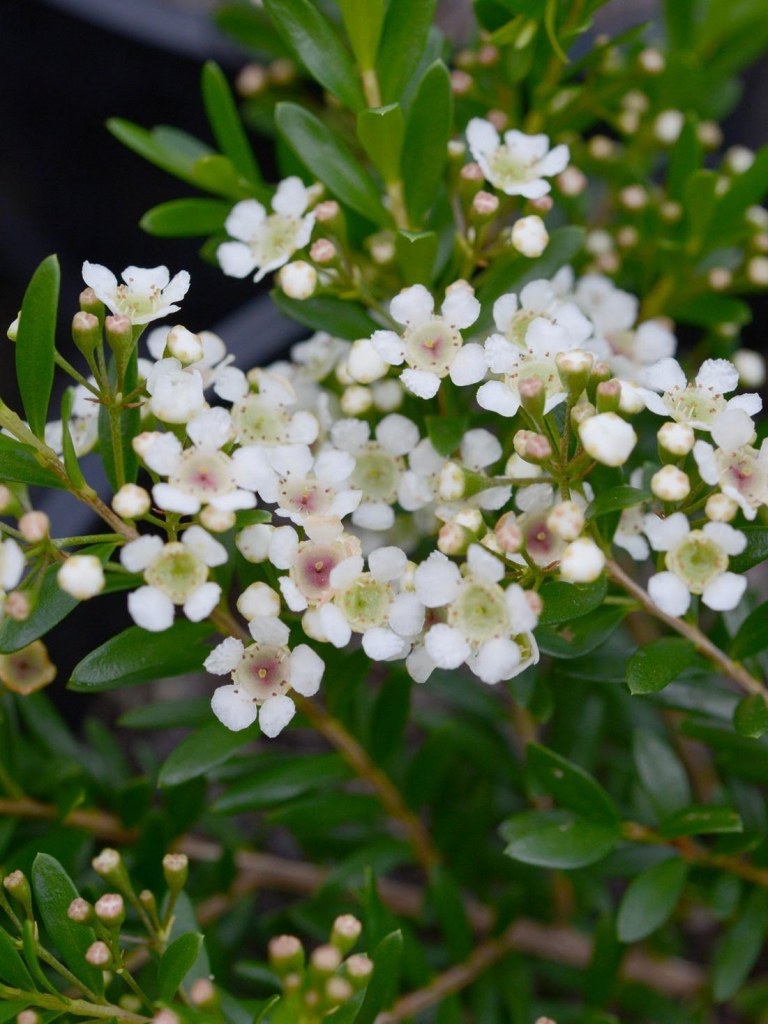 Sanantha tozerensis ‘Summer Stars’ – Baeckea