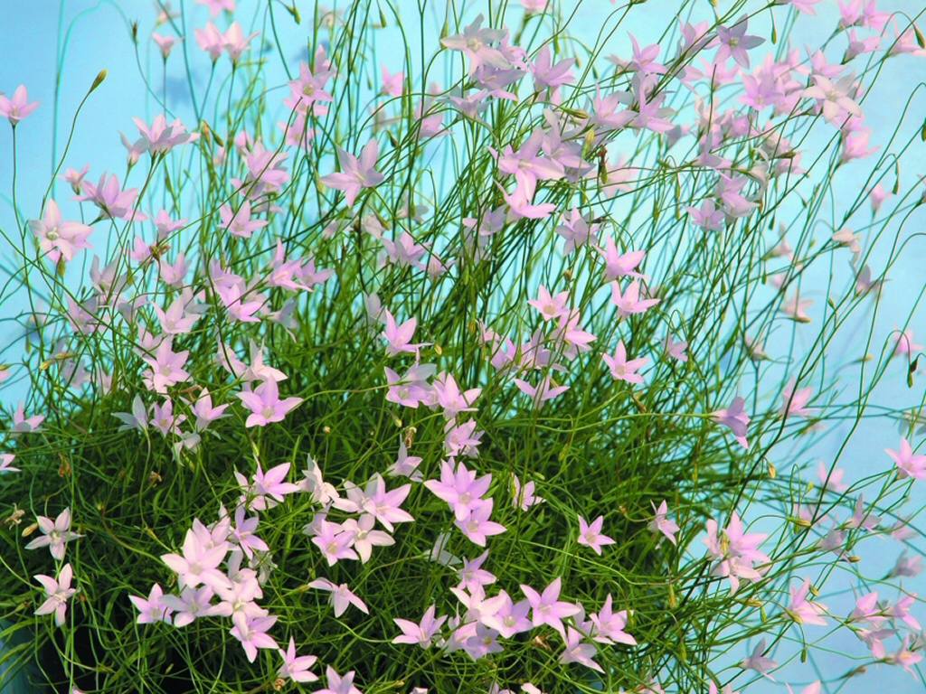 Wahlenbergia stricta ‘Fairy Mist’ – Native Bluebell