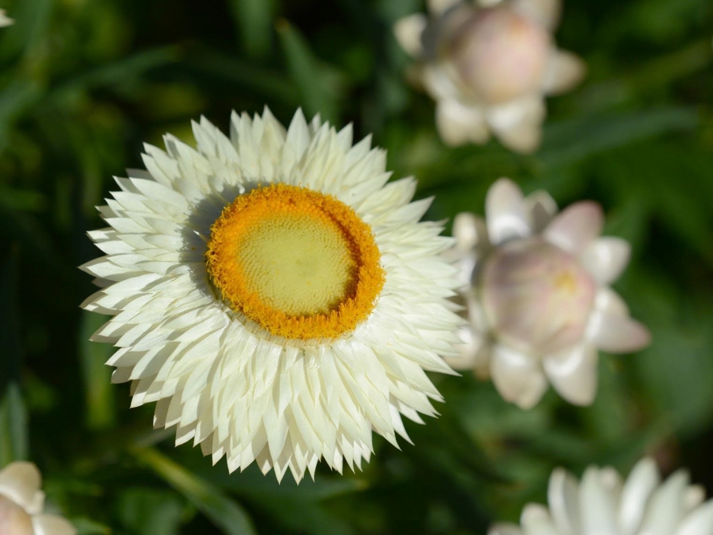 Xerochrysum bracteatum ‘Lucky Penny’ – Everlasting Daisy