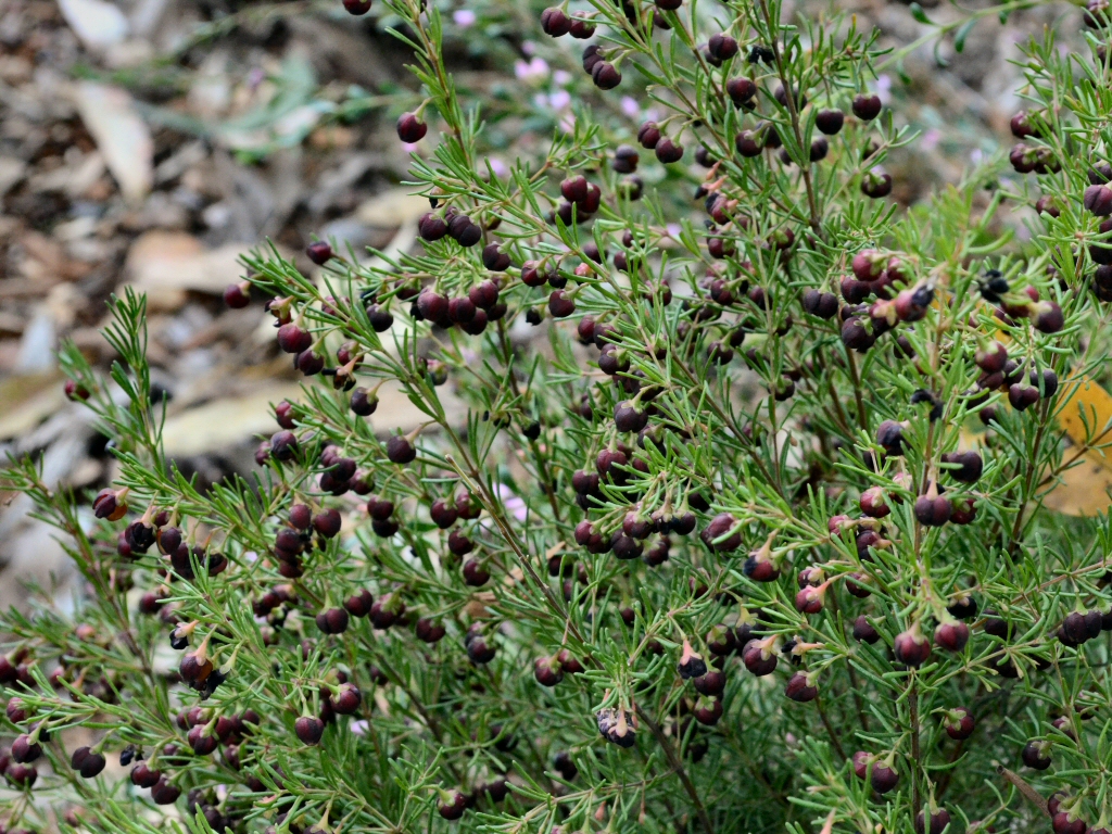 Boronia megastigma – Brown Boronia