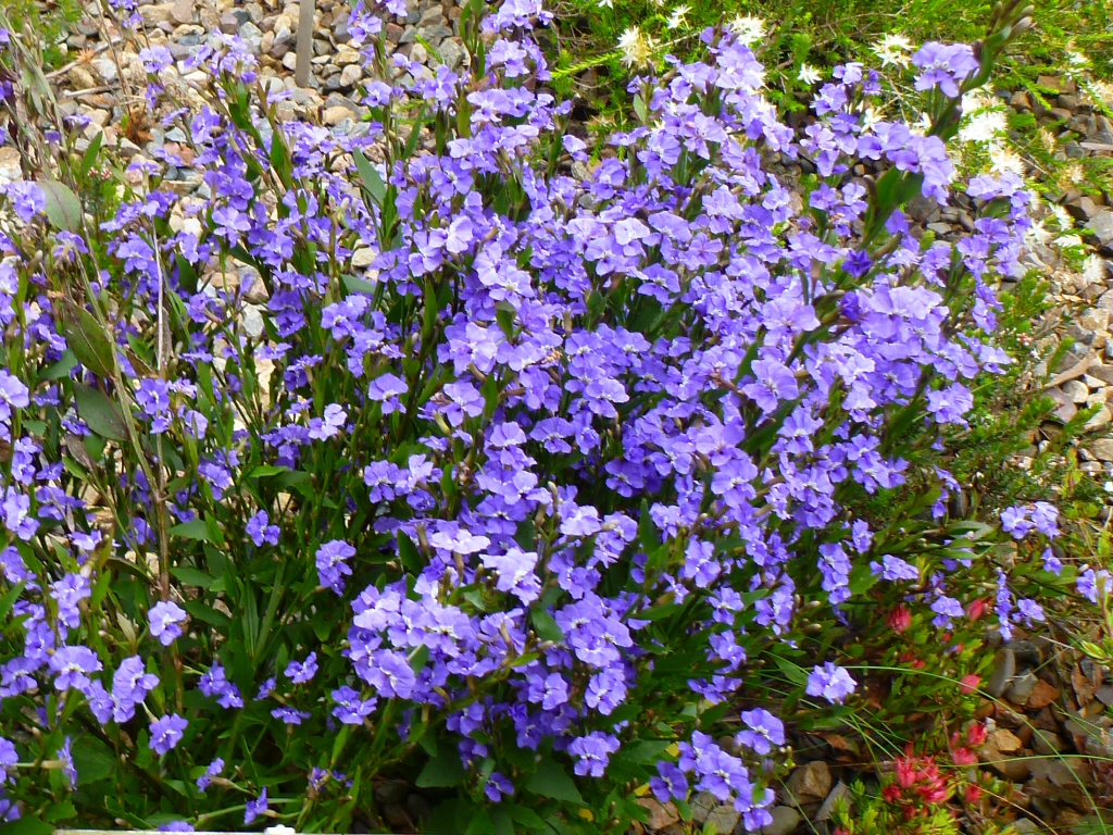 Dampiera stricta – Blue Dampiera