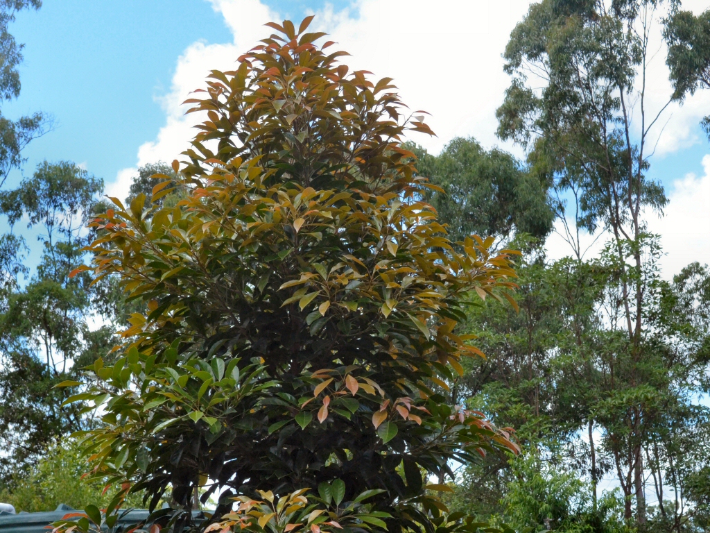 Elaeocarpus eumundi – Eumundi Quandong