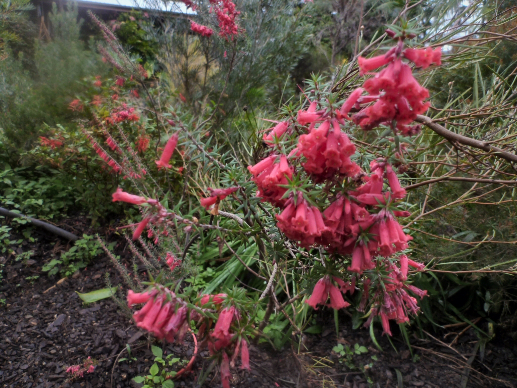 Epacris impressa – Common Heath