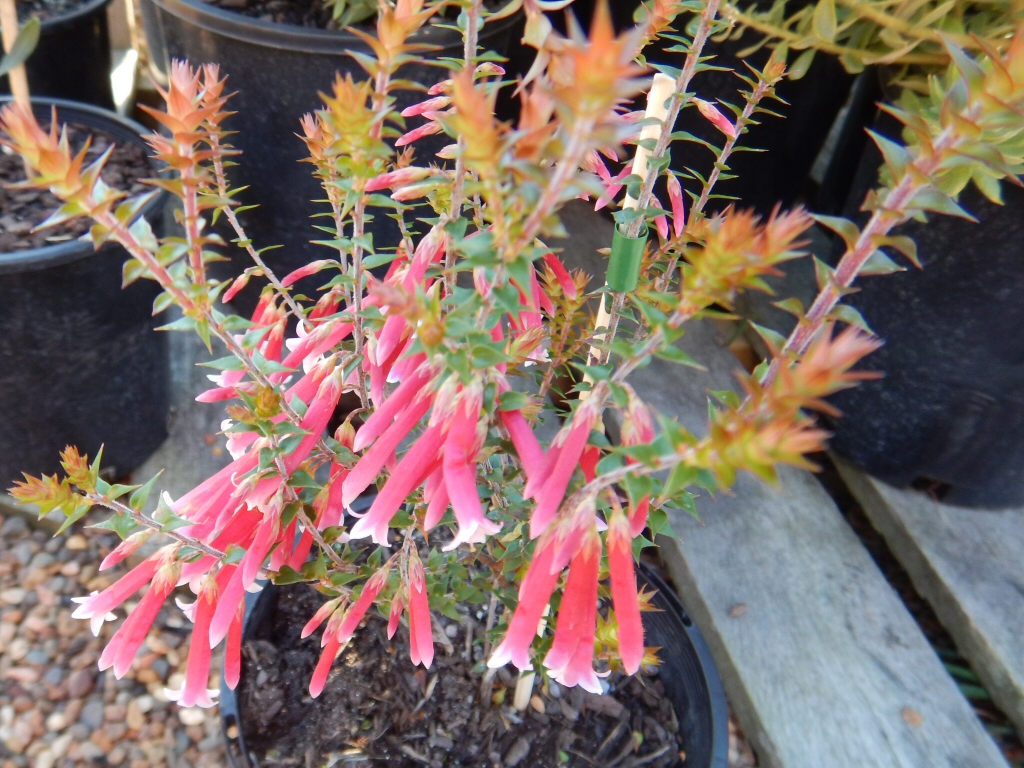 Epacris longiflora x reclinata ‘Pan Pipes’ – Fuchsia Heath