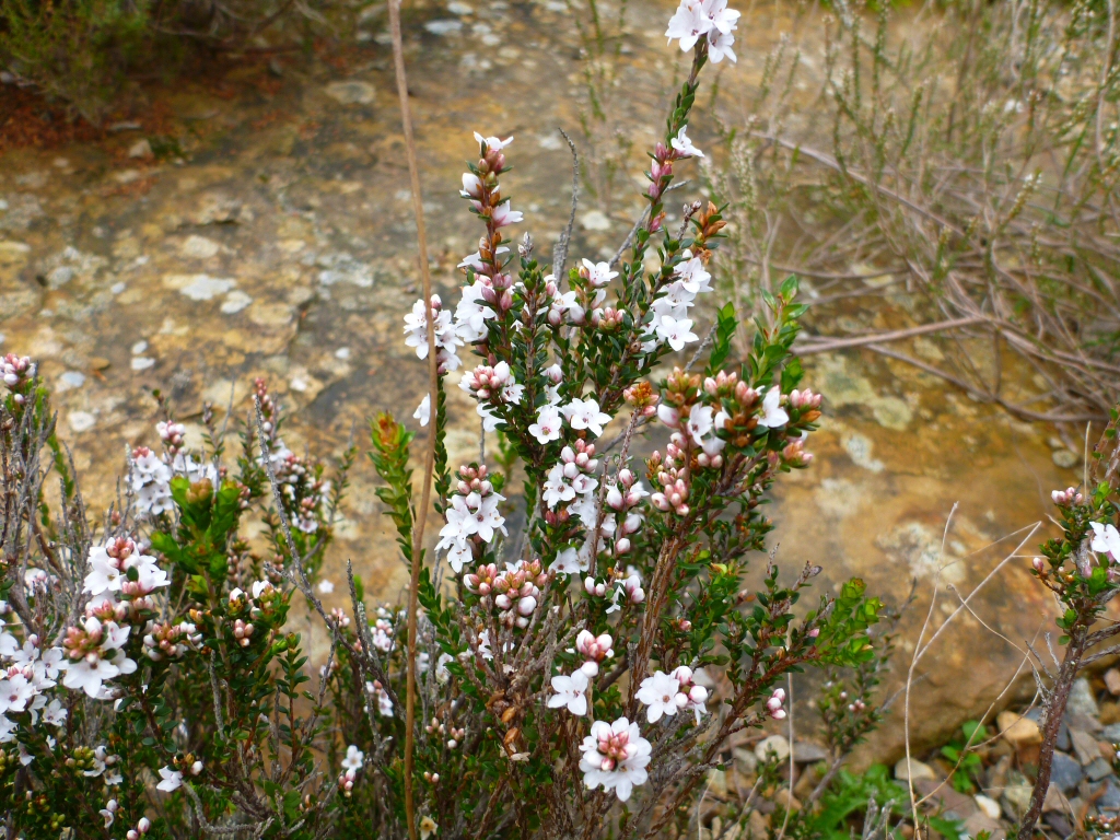 Epacris microphylla – Coral Heath
