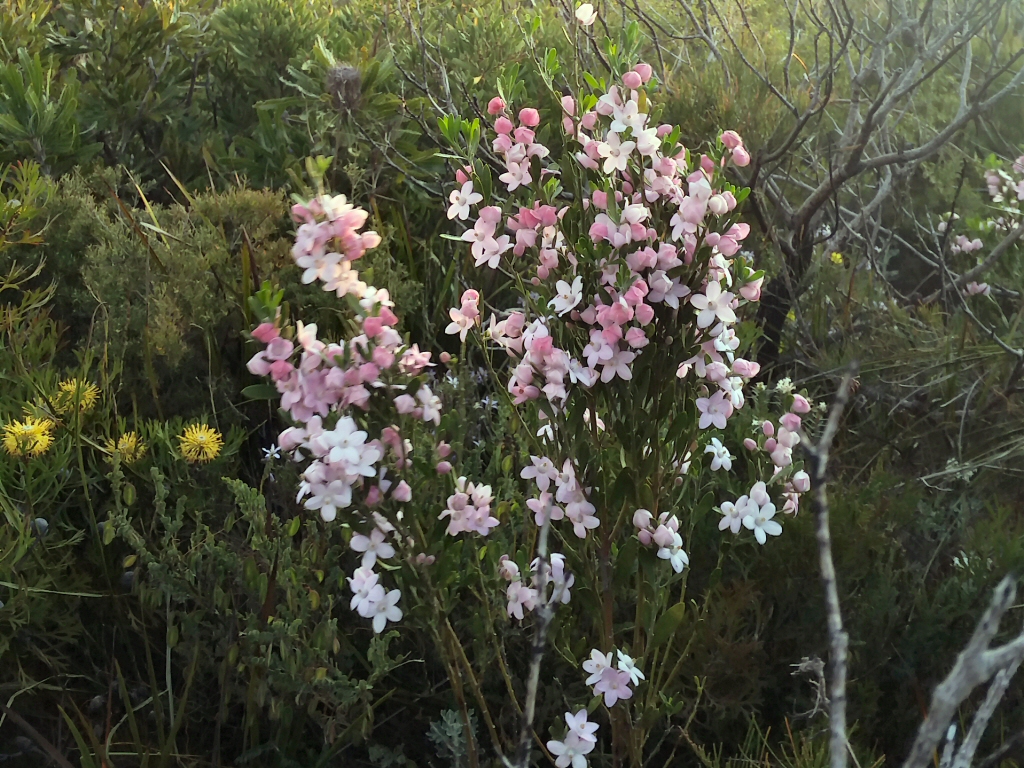 Eriostemon australasius – Pink Wax Flower