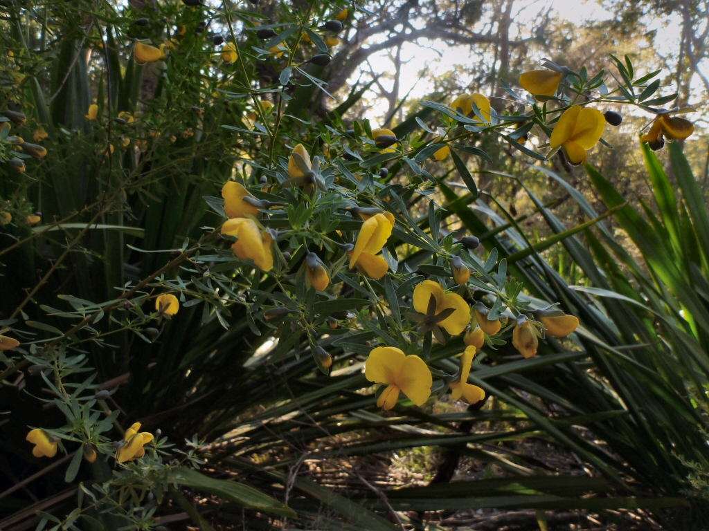 Gompholobium grandiflorum – Glory Pea