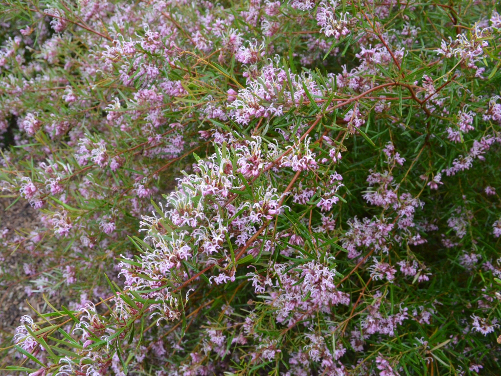 Grevillea sericea – Silky Grevillea