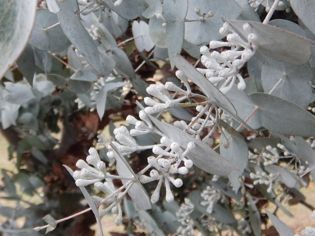 Newsletter #35 – May 2017 – Farewell to Gardening Australia