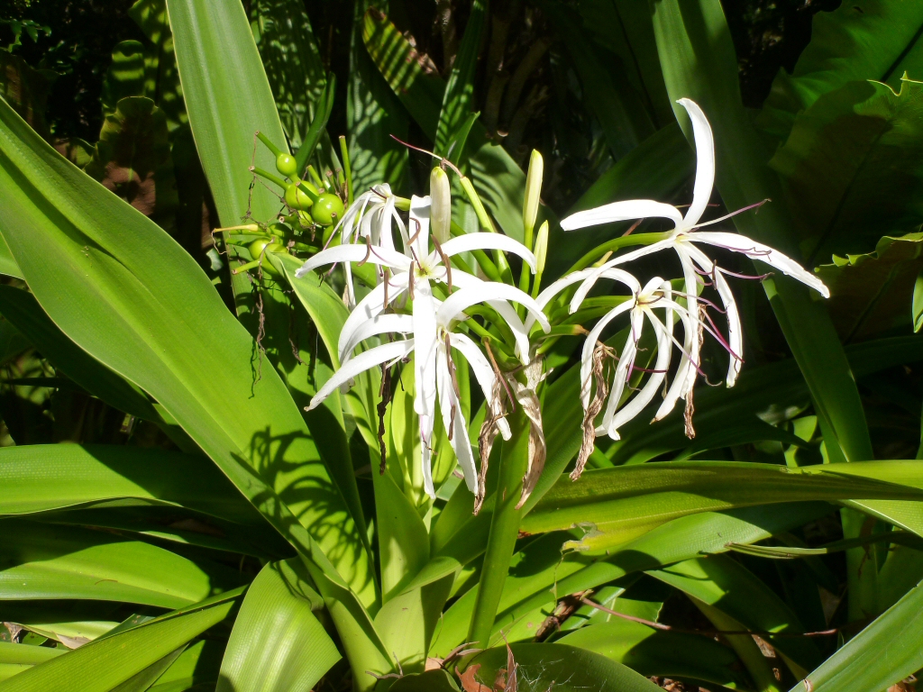 Crinum pedunculatum – Swamp Lily