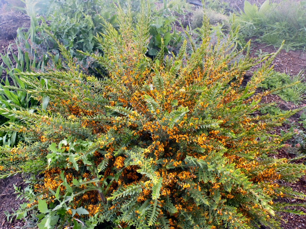 Eutaxia obovata – Egg and Bacon Plant