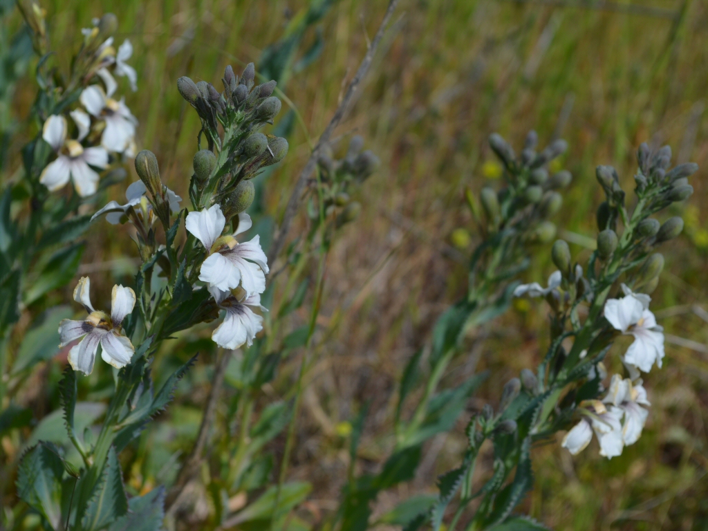 Goodenia albiflora – White Goodenia