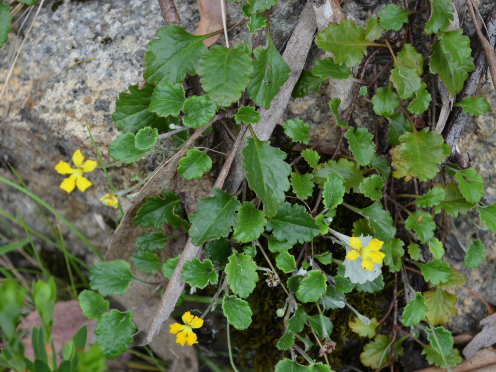 Goodenia hederacea – Ivy Goodenia