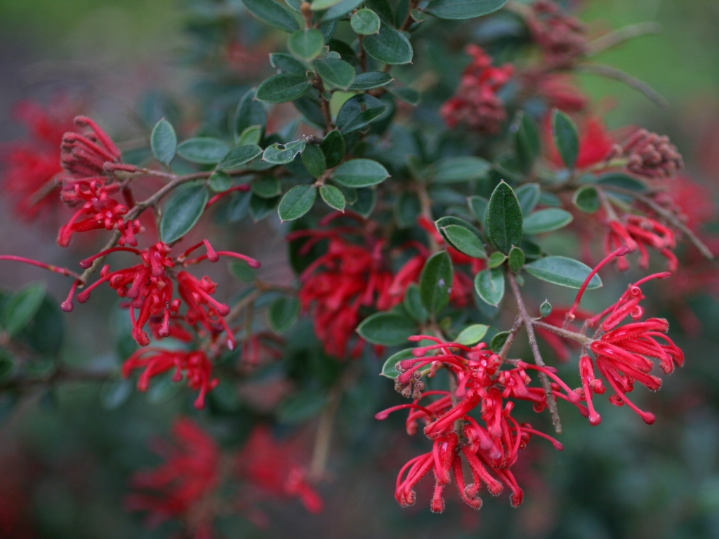 Grevillea ‘Ruby Jewel’