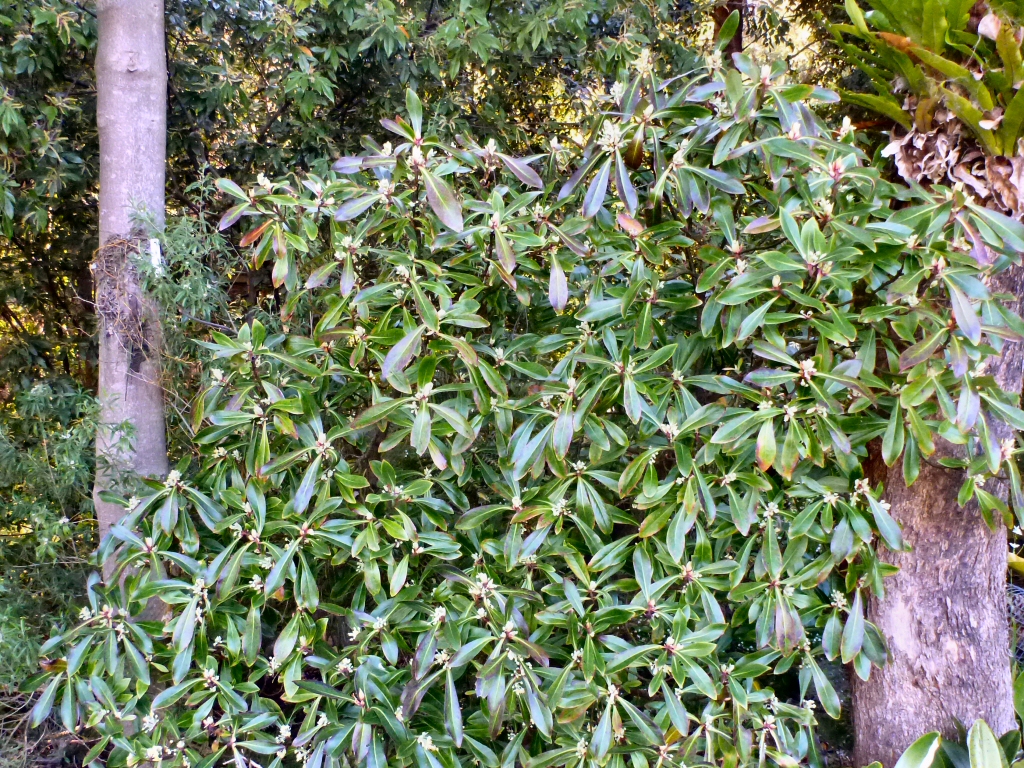 Tasmannia purpurascens – Purple Pepperbush