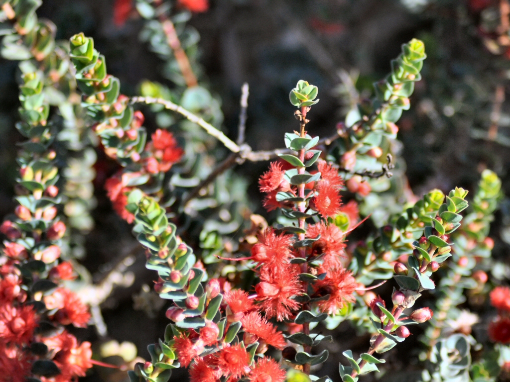 Verticordia grandis – Featherflower