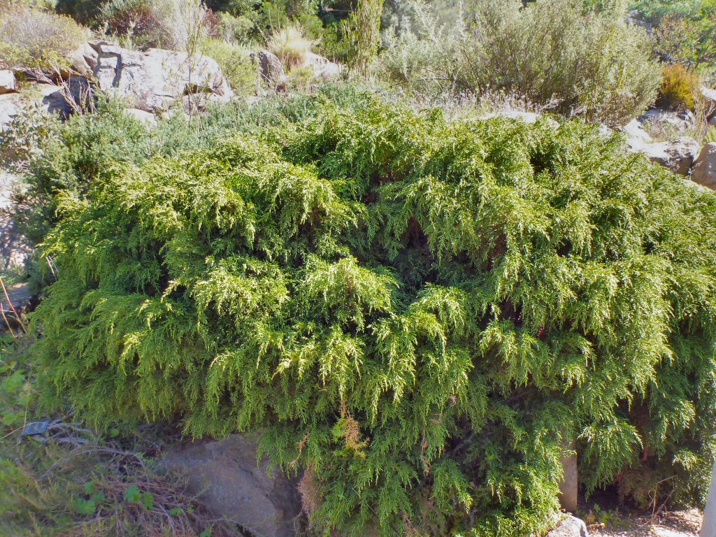 Diselma archeri – Dwarf Pine
