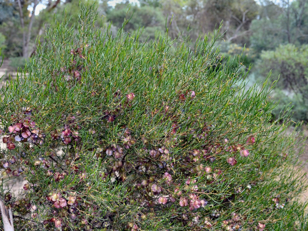 Dodonaea stenozyga – Desert Hop Bush
