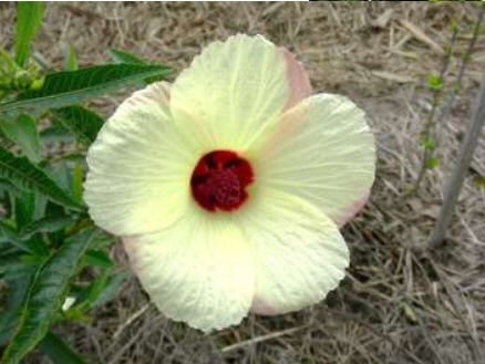 Hibiscus hybrid ‘Citrus Mist’
