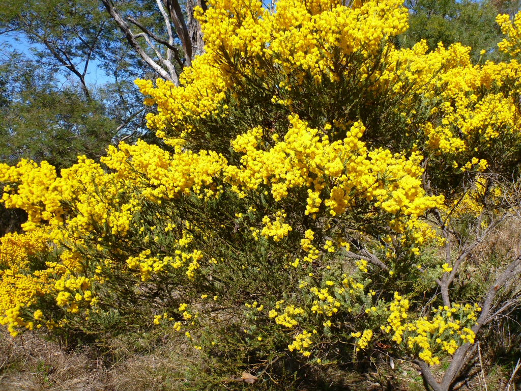 Acacia acinacea – Gold Dust Wattle