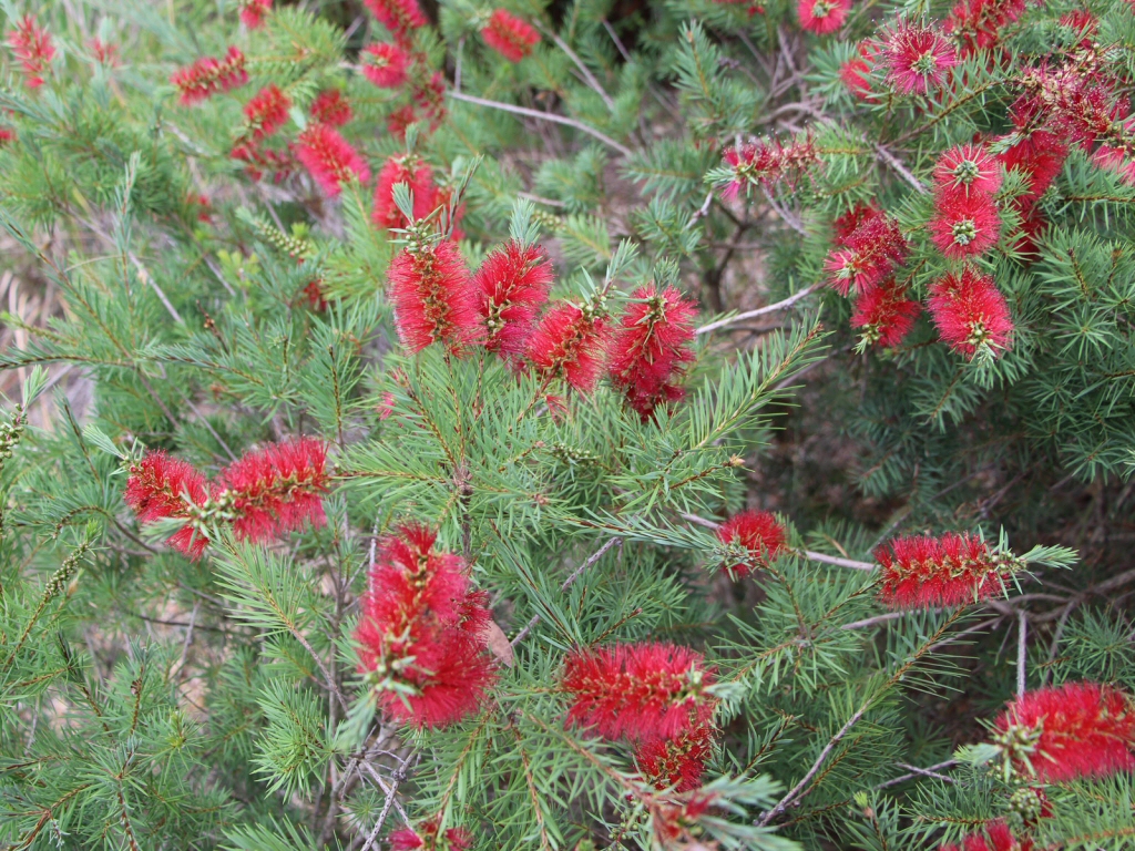 Callistemon subulatus ‘Brogo Overflow’ – Bottlebrush