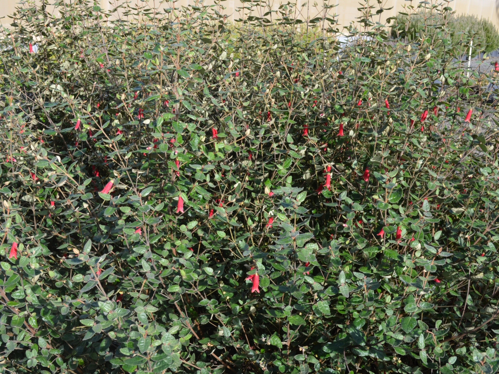 Correa hybrid ‘OMG’