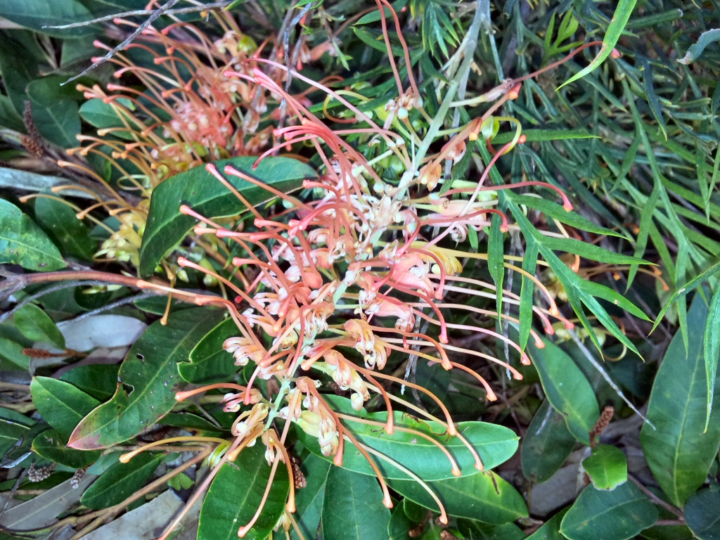 Grevillea ‘Autumn Waterfall’