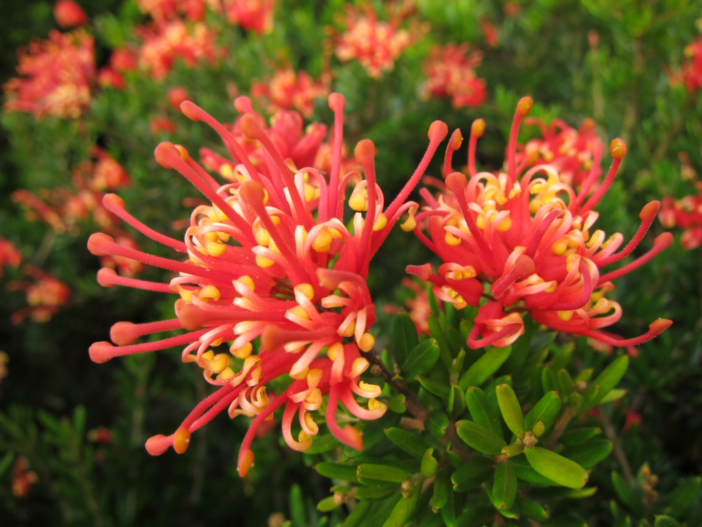Grevillea ‘Knockout’