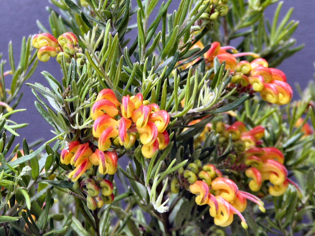 Grevillea ‘Little Sparkler’
