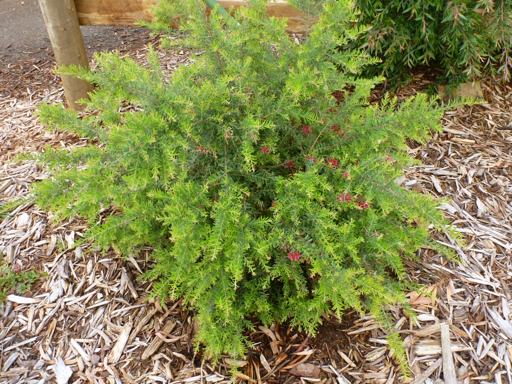 Grevillea lanigera ‘Mallee Cherie’