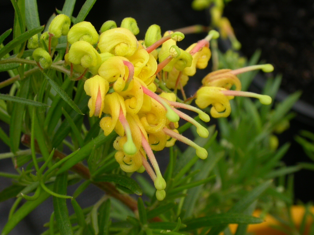 Grevillea ‘Lemon Daze’