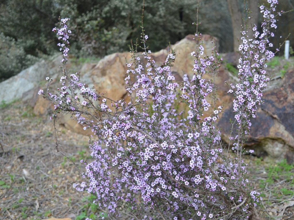 Baeckea crassifolia – Heath Myrtle