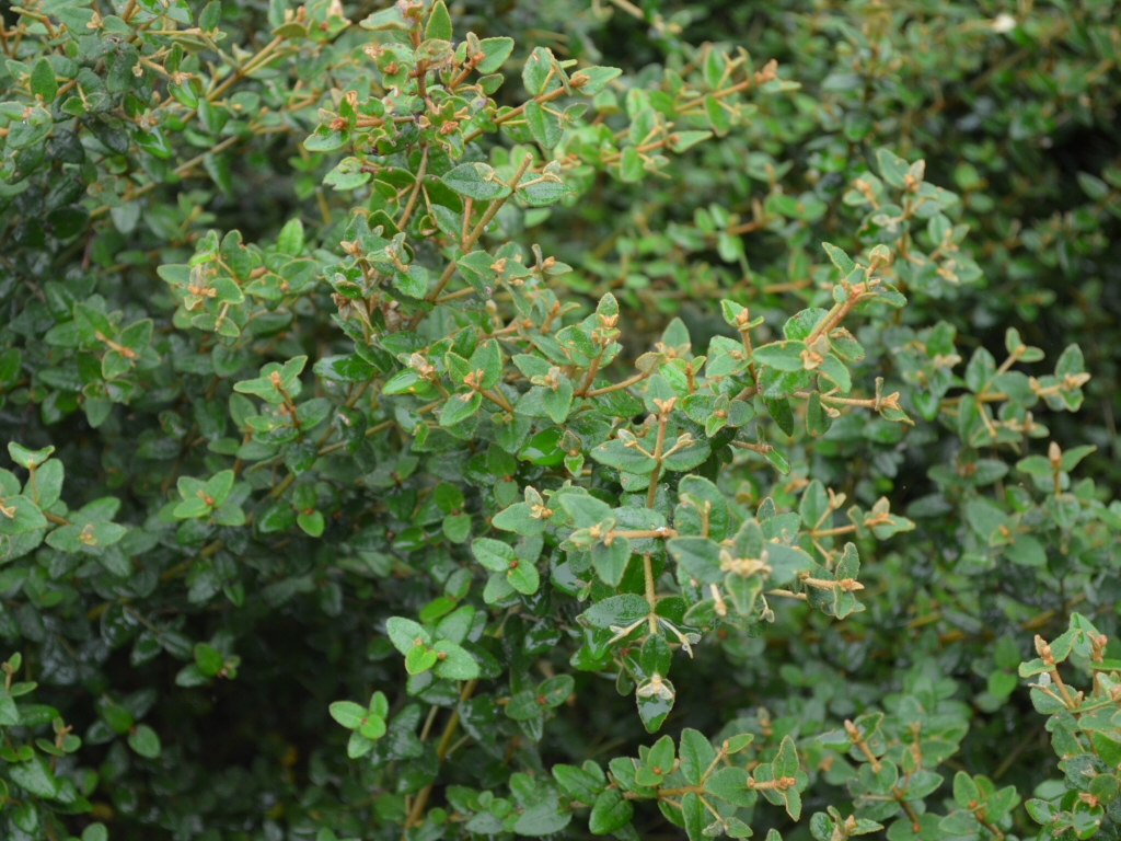 Correa reflexa ‘Trixibelle’ – Native Fuchsia