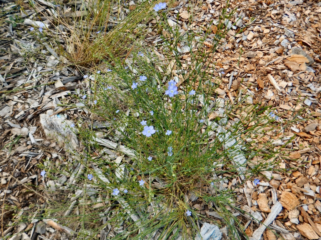 Linum marginale – Native Flax