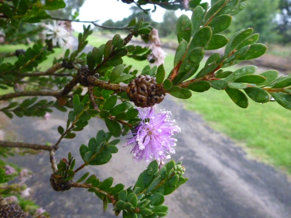 Melaleuca nesophila ‘Narrow Nessie’ – Honey Myrtle