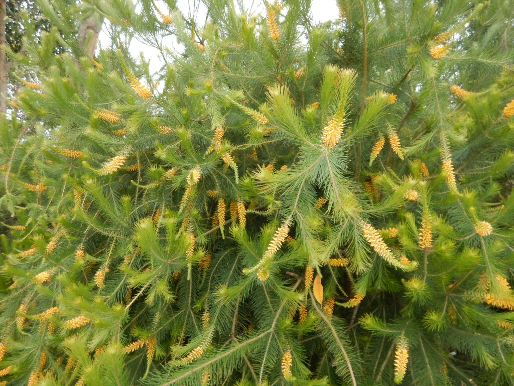 Persoonia pinifolia – Geebung